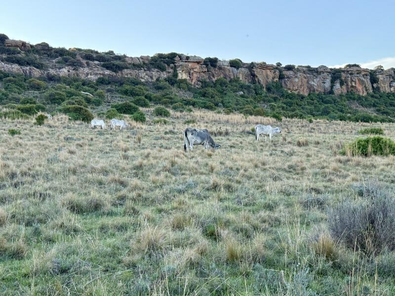 20 Bedroom Property for Sale in Paul Roux Free State